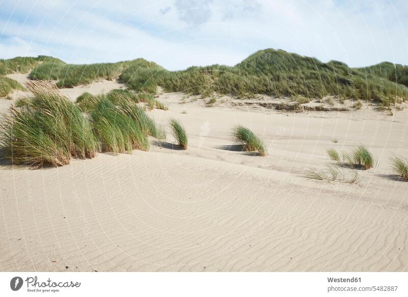 Netherlands, Holland, Zeeland, Domburg, dunes, nature reserve marram grass day daylight shot daylight shots day shots daytime Travel nobody outdoors