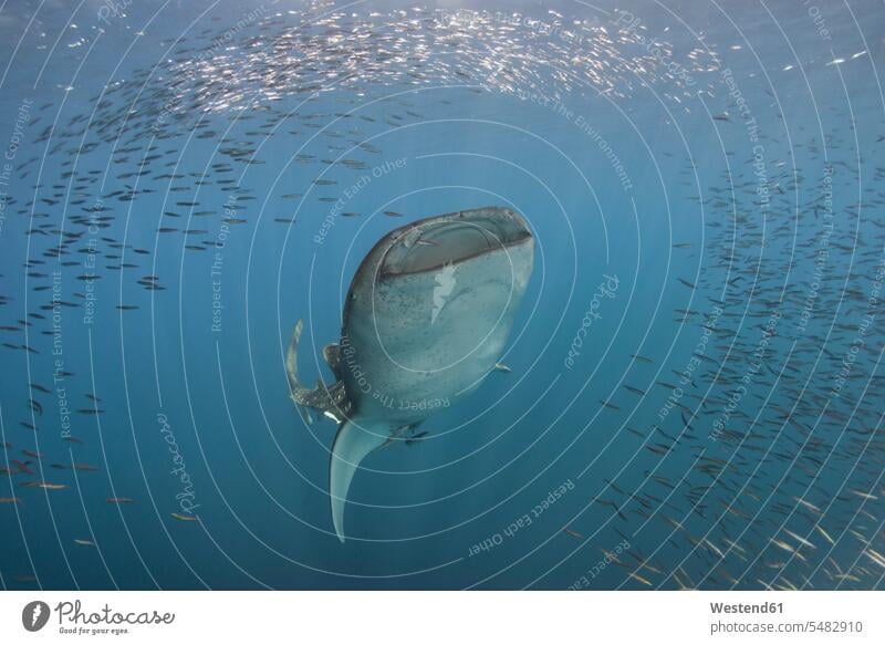 Indonesia, Papua, Cenderawasih Bay, Whale shark and school of fish nobody wild animal wild animals Animal In Wild Animals In Wild wildlife Animal Wildlife