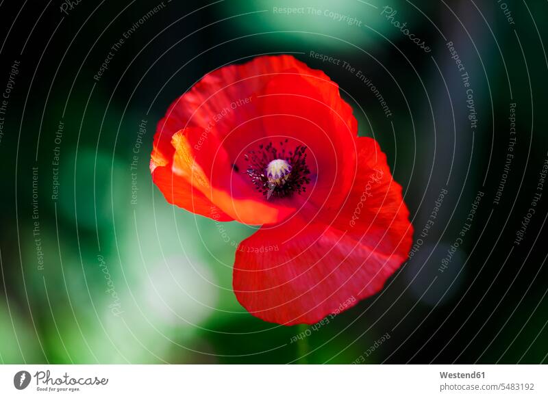 Poppy red Growth growing Development developing Developments Germany day daylight shot daylight shots day shots daytime outdoors outdoor shots location shot