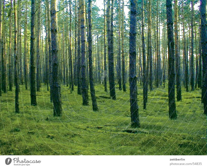 pine forest Forest Coniferous forest Summer Green Brandenburg Twilight Wood flour Pine Evening