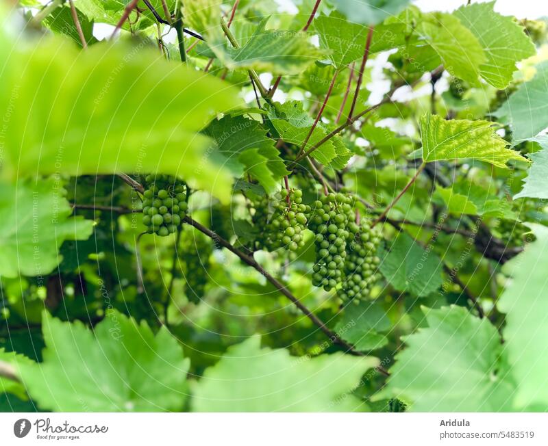 Green grapes vine Vine Bunch of grapes Vine leaves Harvest Grape harvest Wild climbing plant Wine growing Vineyard Nature Agricultural crop Deserted Vine leaf