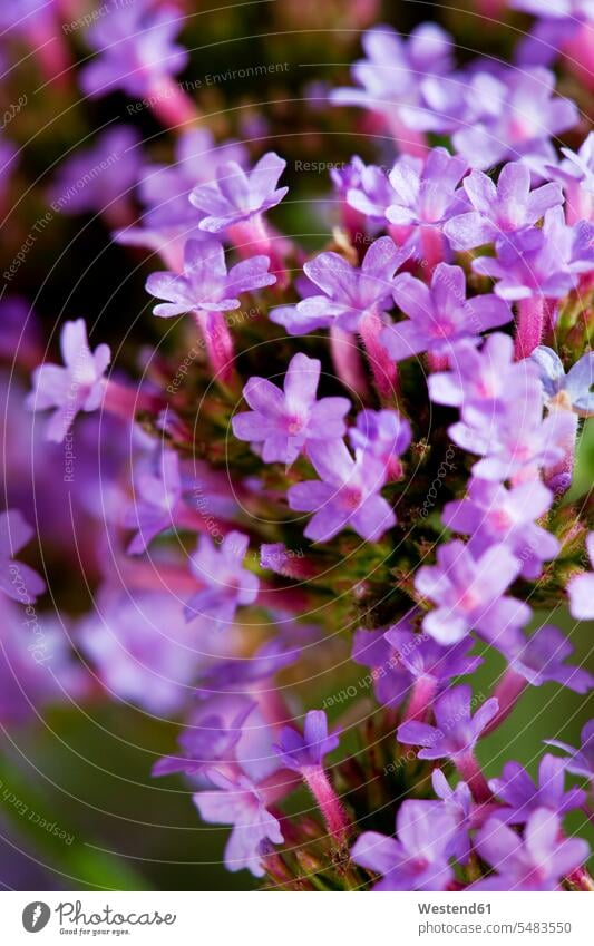 Midget verbena, close up blossom flowers Blossoms Blooms blossoming flowering Verbena blue Growth growing purple studio shot studio shots studio photograph