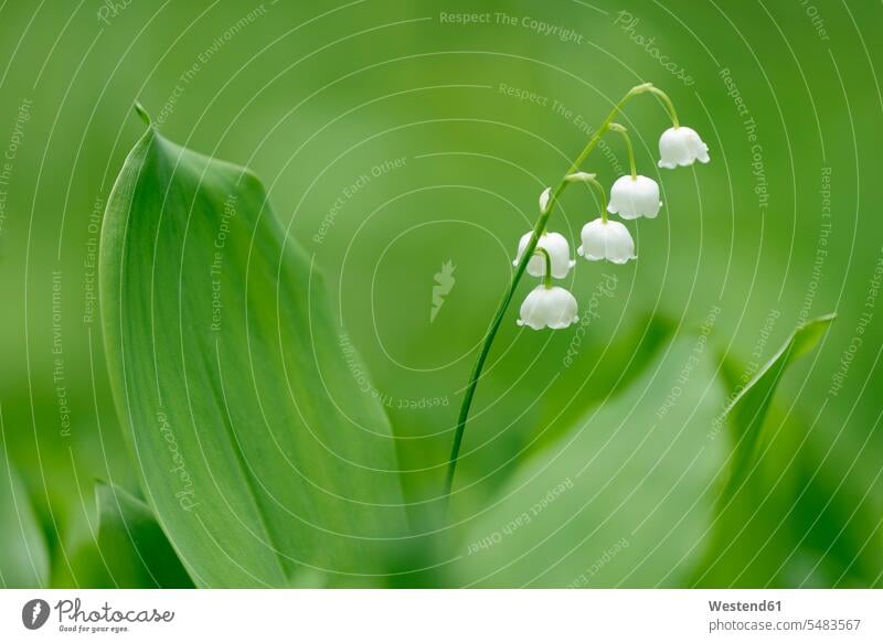 Lily of the Valley Inflorescence Inflorescences Spadix Spadices day daylight shot daylight shots day shots daytime blossom flowers Blossoms Blooms blossoming