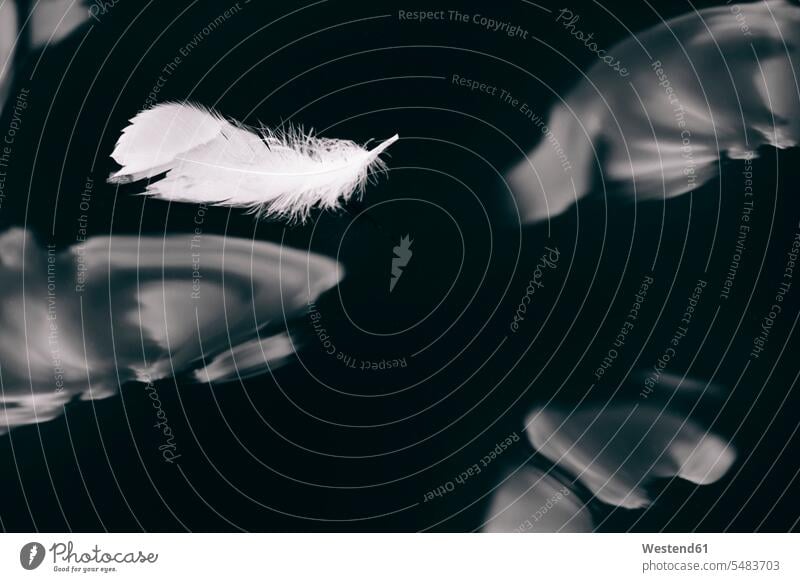 Feather of a swan floating in water cygnus swans feather feathers Absence Absent tranquility tranquillity Calmness surreal surrealistic delicate Delicateness