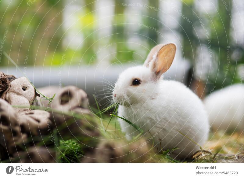 Little hare in enclosure hares leporidae little hare little hares young hares mammal mammalian mammals mammalians animal creatures animals young animal