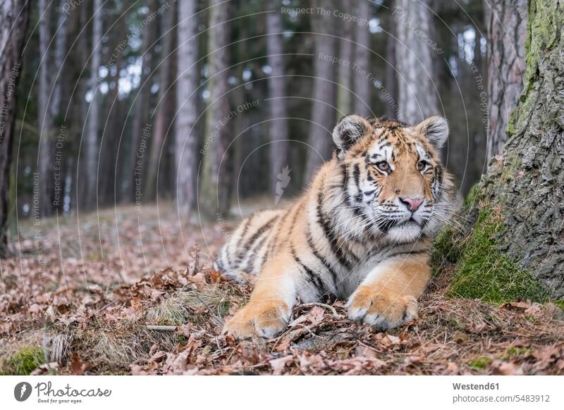 Close up portrait of Amur (Siberian) tiger in forest, looking at