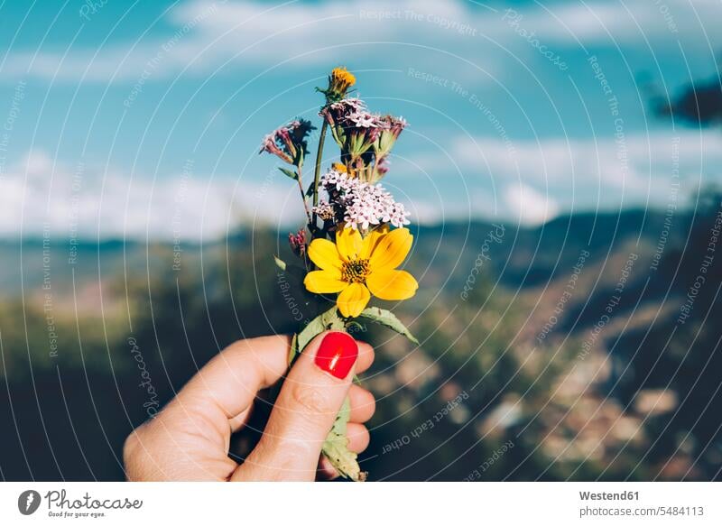 Woman's hand with red nails holding a small bouquet of wild flowers caucasian caucasian ethnicity caucasian appearance european flowering blooming one person 1