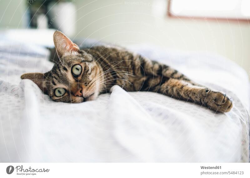 Tabby cat relaxing on bed pets relaxation tabby one animal 1 looking looks Blanket Blankets laziness lazy cozy sociable comfortable cosy bedroom