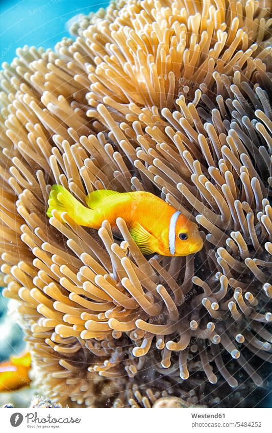 Maldives, Indian Ocean, Maldive anemonefish Amphiprioninae sea ocean sea anemone actiniaria sea anemones anenome sea anenomes Travel Bright Colour vibrant color