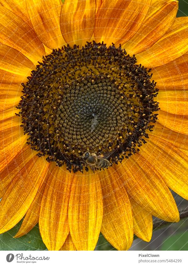 sunflower Sunflower Flower Blossom Nature Colour photo Summer Yellow pretty Agricultural crop Plant Green