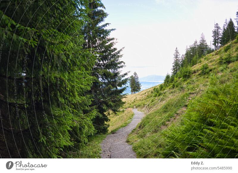 Hiking in the Alps. Hiking trail entwined in green forests in the background the foothills of the Alps. Mountain Nature Landscape Exterior shot Colour photo