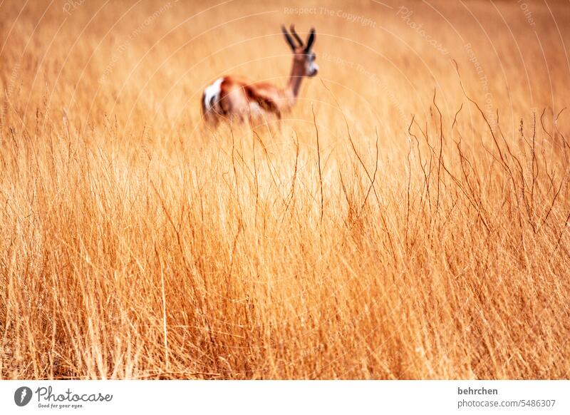 on one's own Lonely from behind Antelope Springbok etosha national park Etosha Etosha pan Wild animal Fantastic Exceptional Animal portrait Free Wilderness