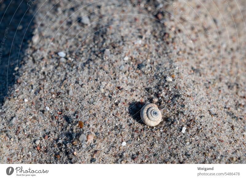 Snail on the beach Beach Crumpet Round Sand Summer Sun Ocean North Sea Baltic Sea