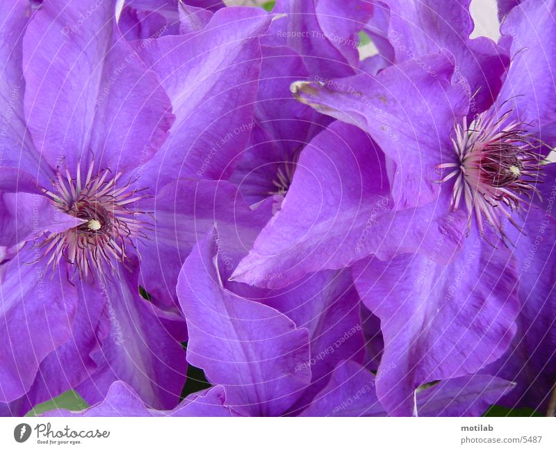 purple Violet Purple Flower Blossom