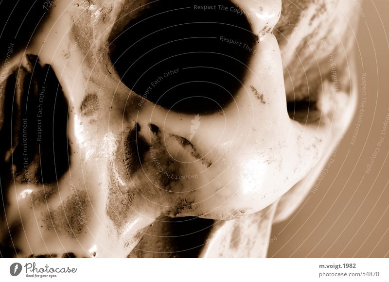 skull Close-up Detail Artificial light Head Eyes Skeleton Death's head Cheek Sculpture Kitsch Odds and ends Souvenir Dark Creepy Trashy Brown Nasal bone Gypsum
