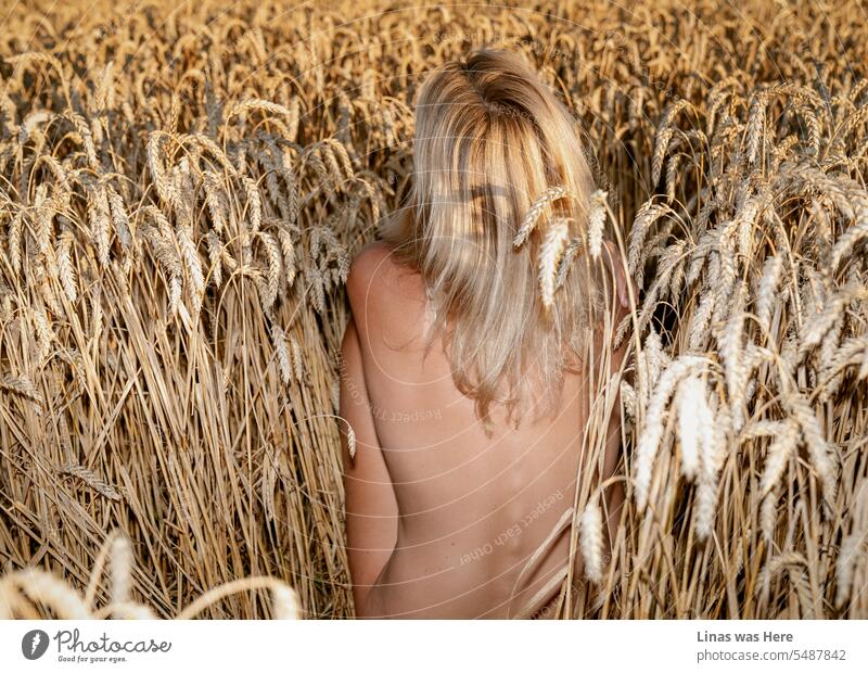 A gorgeous naked blonde girl is getting comfy in these golden rye fields. Everything is enlightened. From her sexy nude curves to a wild nature that is getting ready for Autumn. It feels like the last day of summer.