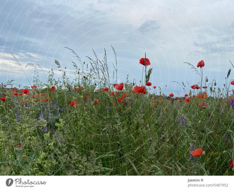 poppy meadow Poppies in summer, red poppies, Nature Red Blossom Poppy Poppy blossom Meadow Environment Deserted Wild plant Colour photo Plant Exterior shot