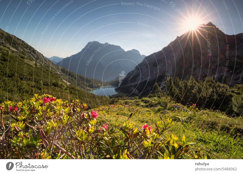 purple rododendron flowering in mountains at sunrise bloom blossom flora pink sunny sunlight star dawn early lake meadow green golden sky clear Alps top peak