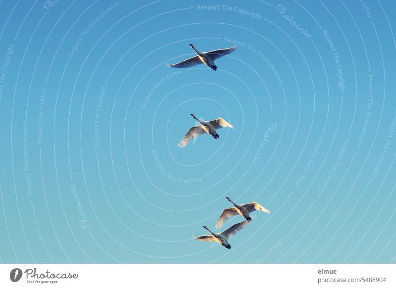 four Whooper Swans in flight against blue cloudless sky Flying Duck birds Free Wild animal Iceland Grand piano Blog Freedom Sky Bird Movement Worm's-eye view