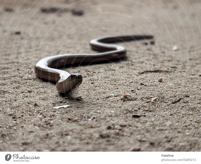 In some lost places you are never completely alone. You may encounter a small slow worm or other creatures. Slow worm Animal Colour photo Day Reptiles Snake