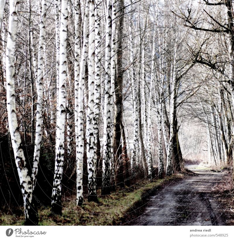 birch grove Environment Nature Landscape Autumn Winter Plant Tree Grass Park Meadow Forest Deserted Lanes & trails Wood Relaxation Love Positive Gray Green