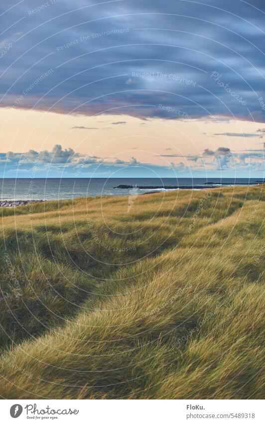 Endless dune grass on the Danish coast dunes Denmark North Sea Beach Ocean Vacation & Travel Sky Sand Nature North Sea coast Clouds Landscape duene Marram grass
