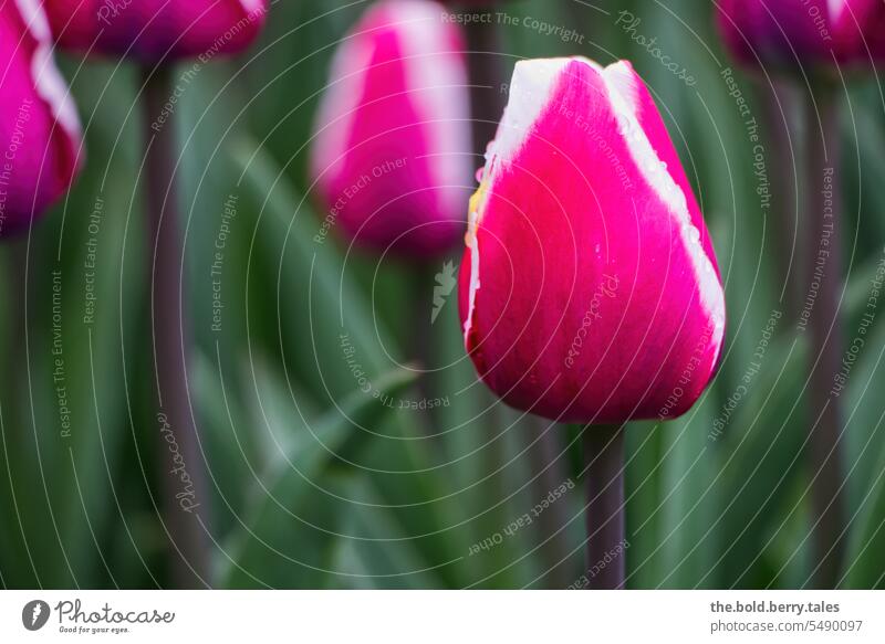 Tulip in red and white Flower Blossom Spring Green Leaf Blossoming Colour photo Tulip blossom Red