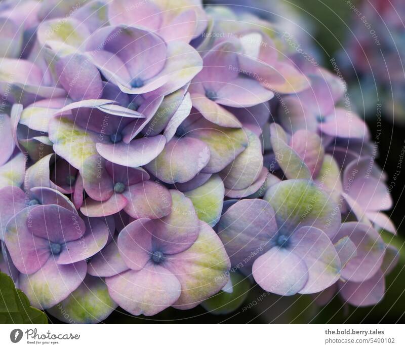 Hydrangea in purple Hydrangea blossom Blossom Close-up Flower Colour photo Blossoming Shallow depth of field Violet