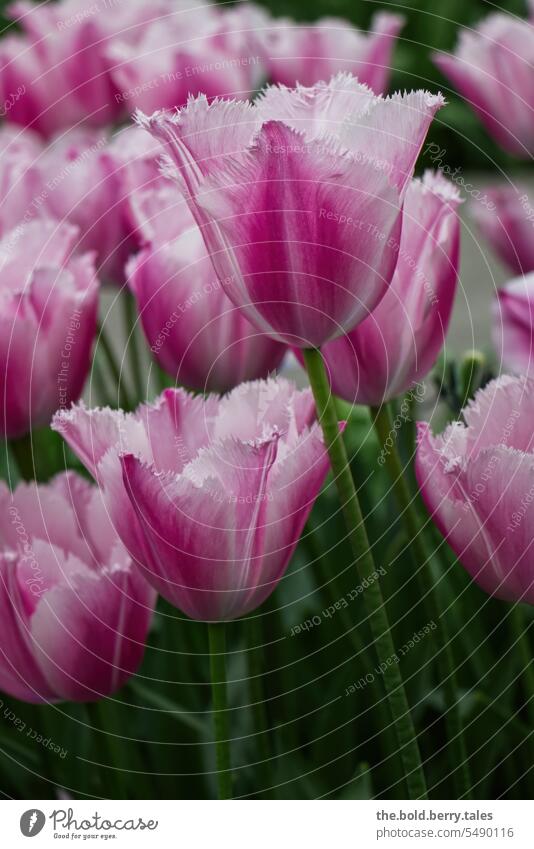 Tulips in shades of pink and pink Tulip blossom Flower Spring Blossom Blossoming Colour photo Green flowers Exterior shot Pink Spring flower
