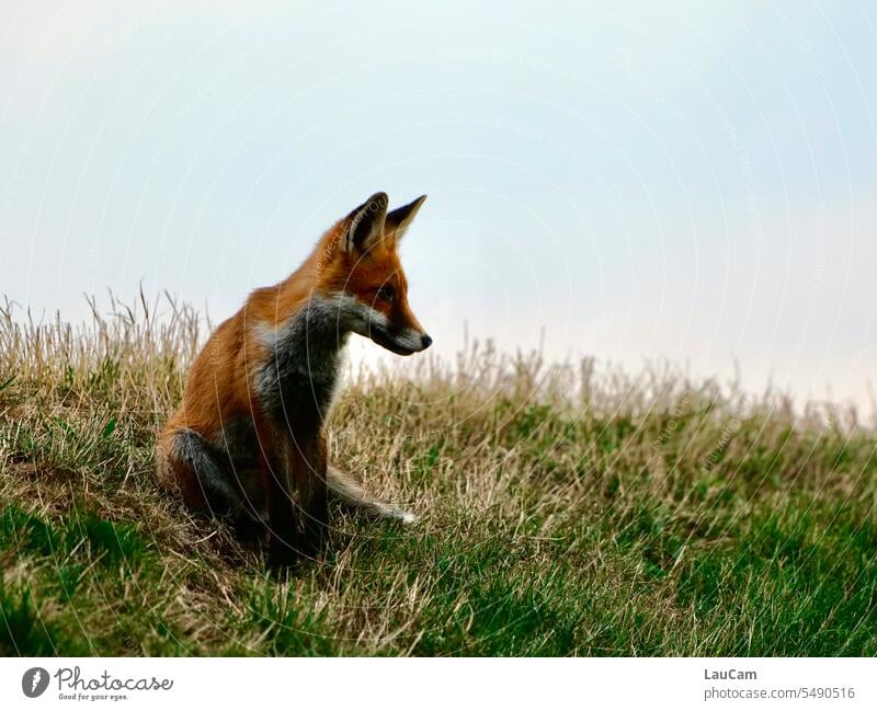 Fox - makes ears like a lynx vigilantly ears sharpened Animal animal world Nature Grass Meadow Animal portrait Brown Red Red fox predator Sky