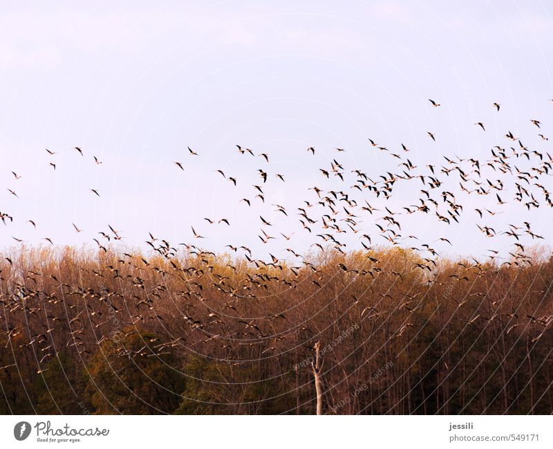 loose Landscape Plant Animal Sky Autumn Tree Field Aviation Wild animal Bird Flock Observe Movement Flying Simple Together Infinity Brown Yellow Spring fever
