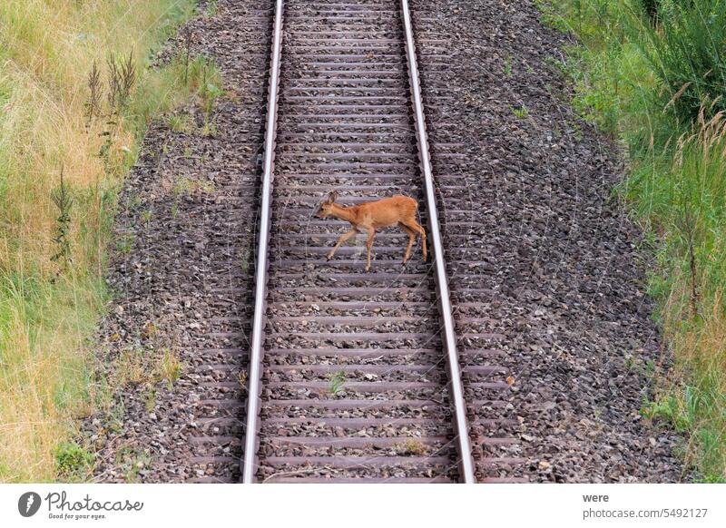 A deer crosses the railroad tracks on a railroad embankment Animal Brown Capreolus capreolus Graceful Innocent Mammal animal brown copy space cuddly soft fur