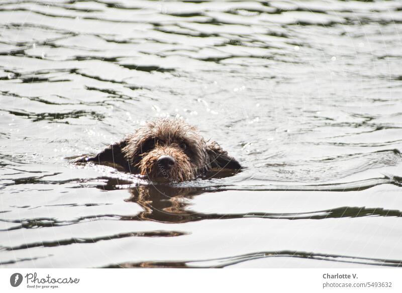 Controlled with the ears I Swimming dog Animal Pet Dog Animal portrait Exterior shot 1 Animal face swimming dog be afloat Summer Beautiful weather Nature Water