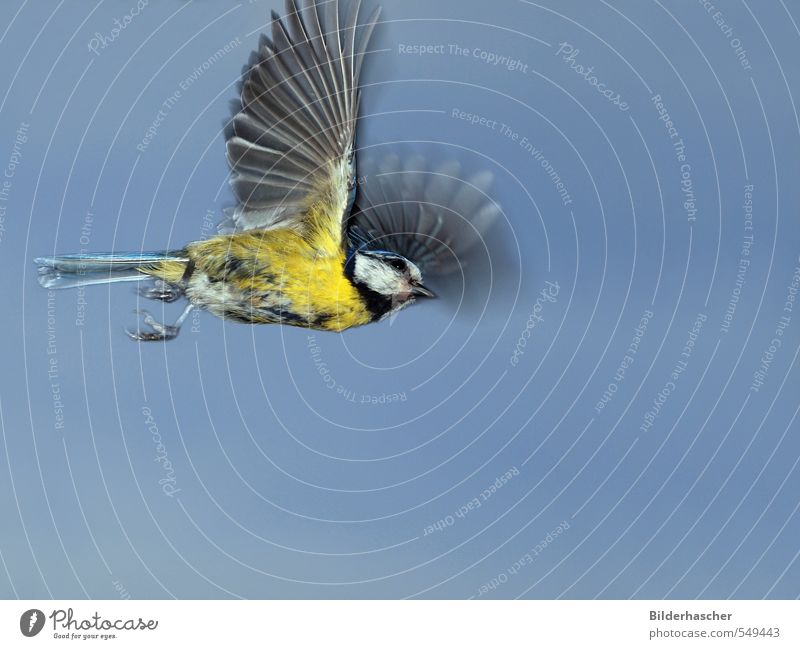 Flying Blue Tit Tit mouse Flight of the birds Wild bird Wing Judder Songbirds Passerine bird Bird Airplane Feather Sky Go up Useful Outstretched Owl Small Claw