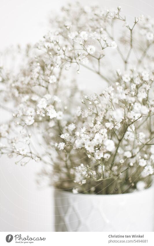 Gypsophila in a white vase Baby's-breath Flower Blossom Vase Blossoming Shallow depth of field White Porcelain Still Life Bouquet Esthetic pretty romantic