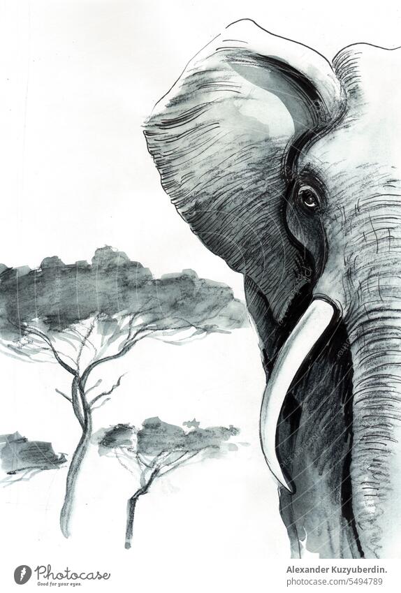 Elephant in savanna. Ink and watercolor sketch africa african animal art background big black design drawing elephant fashion illustration ivory mammal nature