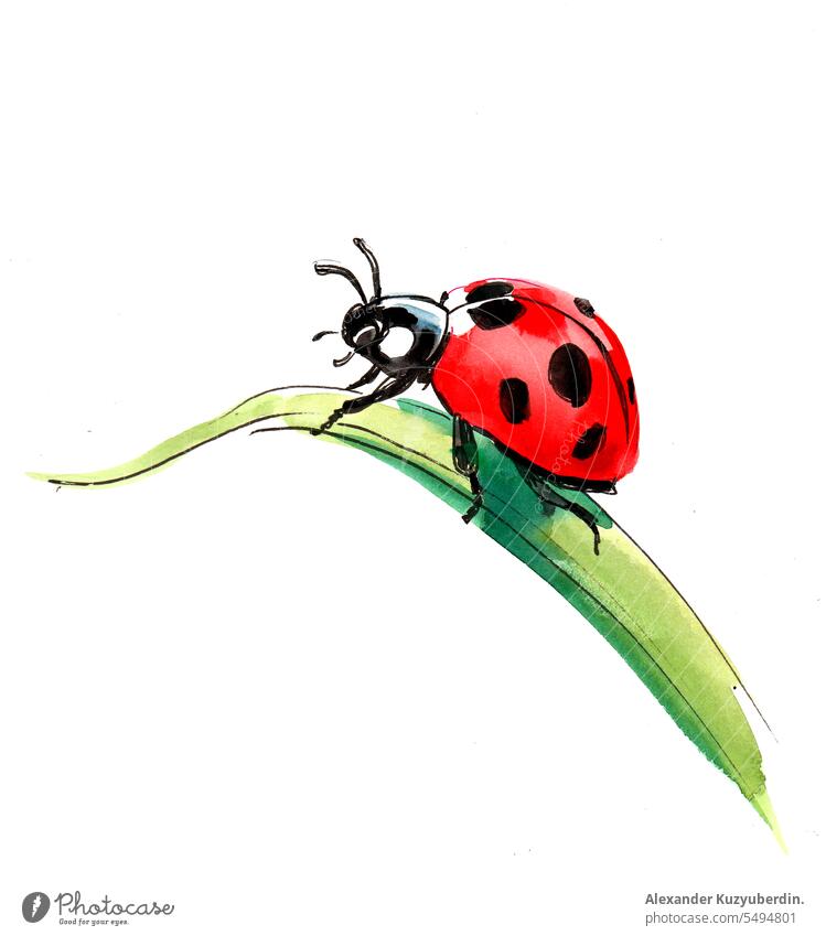 Download Ladybug Insect Illustration Royalty-Free Stock