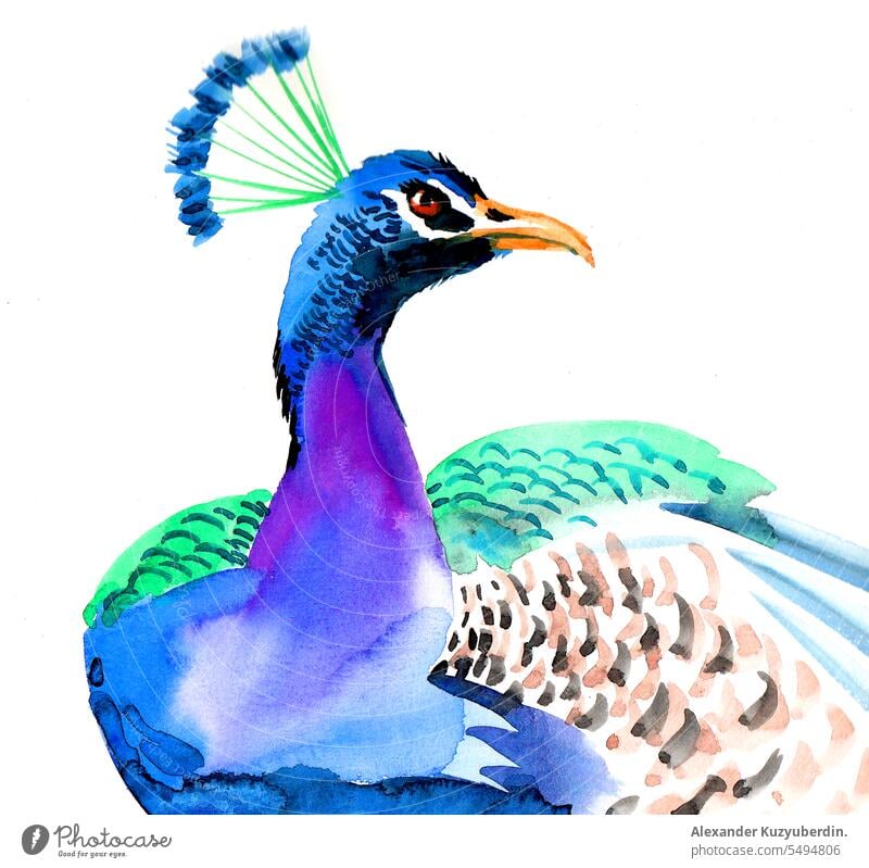 Watercolor sketch of a peacock animal art background beautiful beauty bird blue card colorful design drawing feather graphic green illustration india isolated