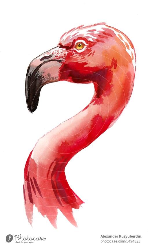 Flamingo bird head. Hand drawn ink and watercolor on paper animal aquatic background beautiful beauty colorful exotic flamingo nature painting red tropical