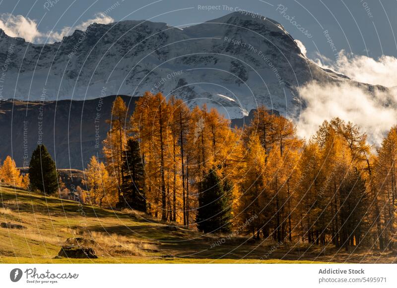 Snowy mountains near coniferous forest in cloudy day nature range ridge travel snow landscape peak tree high woods scenery picturesque rocky vast majestic cold