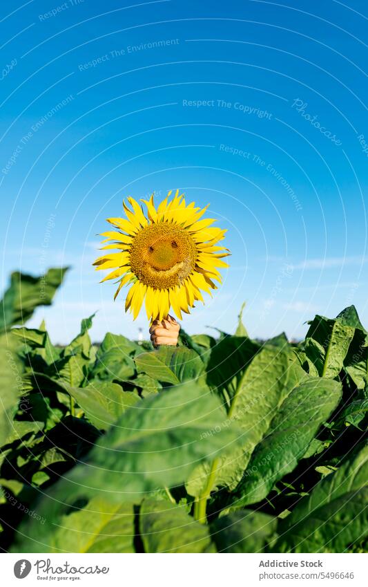 Hand of person holding sunflower with happy face against clear sky hand beautiful yellow summer crop fresh farm bloom ripe leaf nature blossom floral fragile