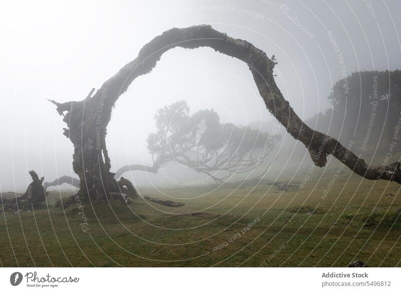 Magical tree with arch in the morning fog on grassland of forest picturesque mist landscape mystery woods trunk nature scenery idyllic countryside environment