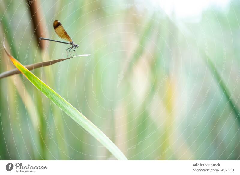 Dragon-fly sitting on leaf in nature insect plant meadow grass field countryside environment summer ecosystem growth grassy season grassland climate weather