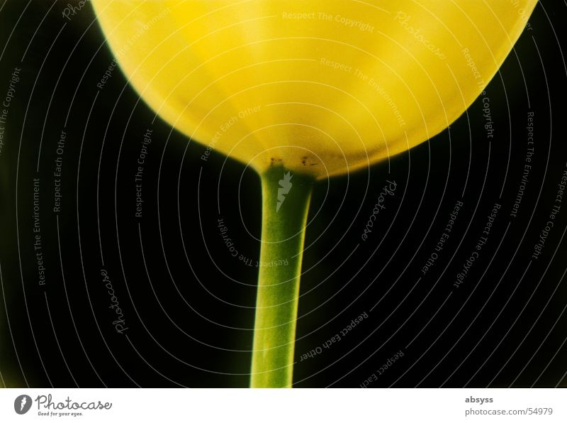 In the approach tulip Flower Plant Blossom Tulip Green Close-up macro gelp