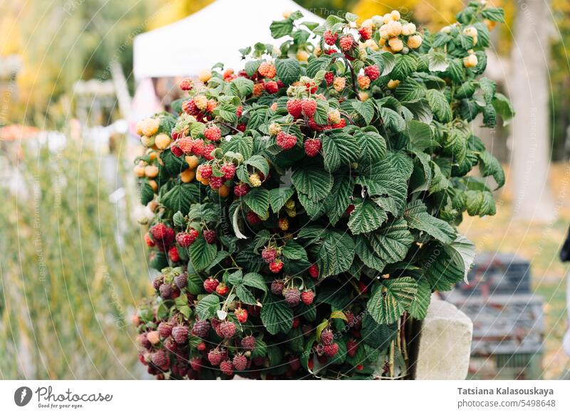 A bush of large garden raspberries, abundantly strewn with berries of varying degrees of maturity in the city market raspberry Rubus idaeus red raspberry