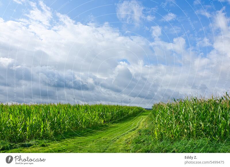 Idyllic green landscape: cornfields, windmills and a blue sky with clouds Agriculture Maize Maize field Sky Lanes & trails Wind energy plant Field Nature Green