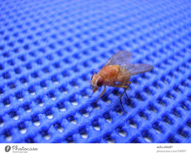 ...the fLieGe Close-up Grating Fly Flying Blue Net nice