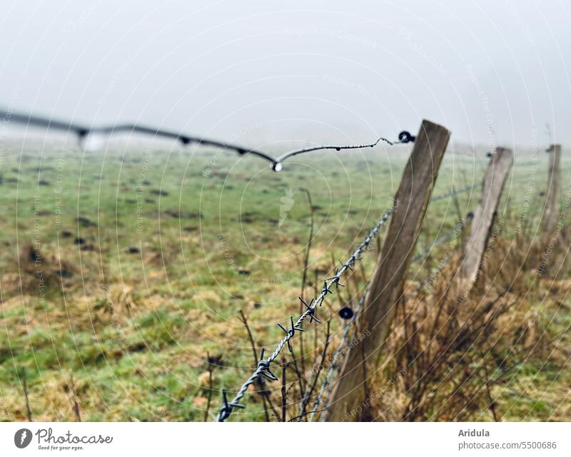 Pasture fence with raindrops in November fog Fog Autumn Winter Willow tree Fence Meadow Barbed wire Barbed wire fence Fence post Wire Border land Agriculture