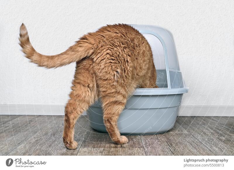 Big red cat step inside a litter box. Horizontal image with copy space. ginger box - container plastic defecating hygiene animal dung kidney failure crate