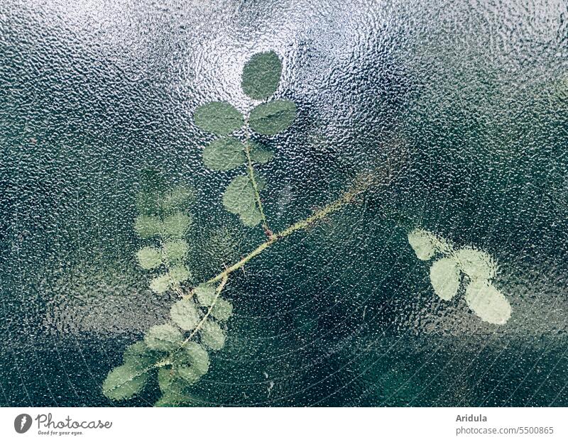 Wild rose petals behind textured glass Glass Pane pink leaves wild rose structure Transparent Slice Reflection Structures and shapes Green